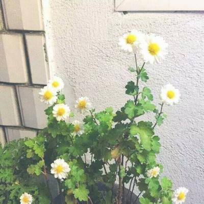云体育app入口全新版